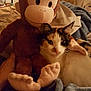 animal, bed, blanket, calico_cat, cat, closeup, comfort, cozy, cuddle, furniture, home, indoor, lamp, monkey, pet, plush_toy, relaxing, soft_lighting, stuffed_animal, warm_colors