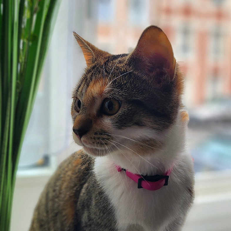 Praline a rejoint le concours — aidez-le/la à gagner de superbes lots ! abyssinian, accessories, animal, cat, flower, flowerarrangement, flowerbouquet, jar, kitten, leash, manx, pet, petal, plant, planter, pottedplant, pottery, siamese, strap, vase