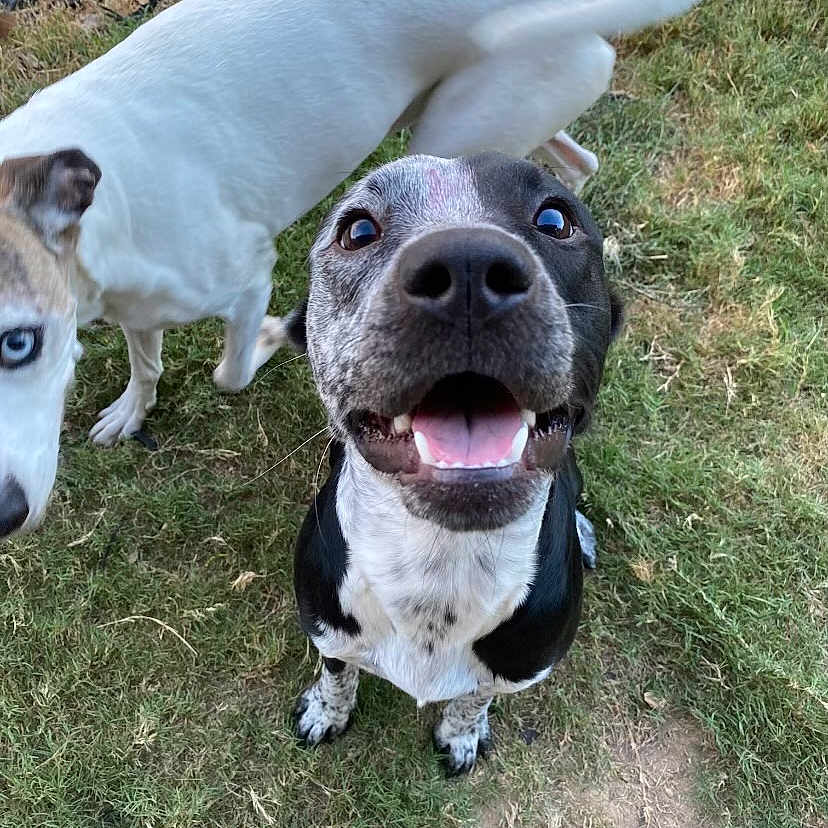 Opal is registered to the contest to win money with this photo: animal, ball, bostonbull, boxer, bulldog, canine, dog, face, grass, head, hound, outdoors, person, pet, photography, plant, portrait, puppy, sport, whitedog