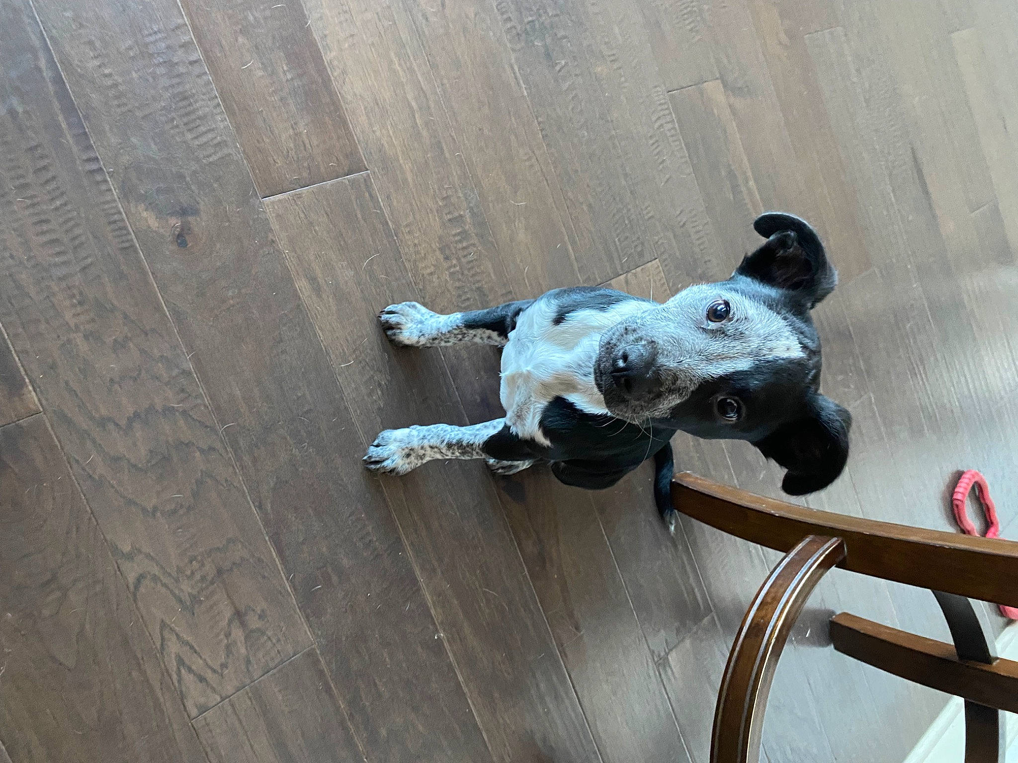 Opal joined the competition — help win amazing prizes! auto_part, canidae, carnivore, chair, companion_dog, dog_breed, door_handle, flooring, grey, hardwood, metal, non_sporting_group, plywood, sporting_group, tail, toy, wood, wood_flooring, wood_stain, working_animal