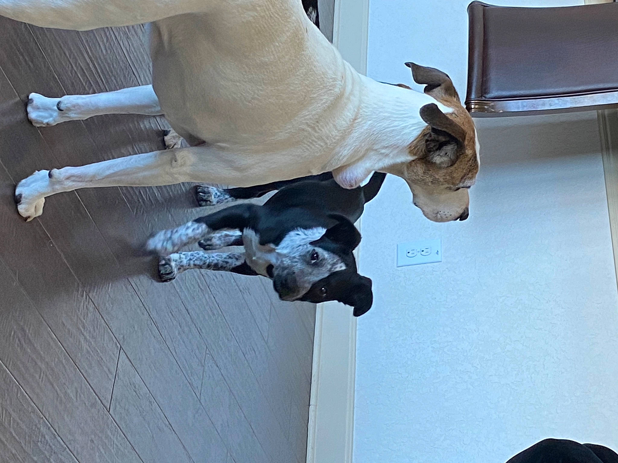 Opal joined the competition — help win amazing prizes! art, computer_monitor, elbow, flooring, hardwood, human_leg, sculpture, statue, television, wing, wood, wrist