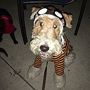 Kenny joined the competition — help win amazing prizes! black_dog, chair_leg, close_up, concrete, costume, dog, flash, front_paws, furry, glowing_eyes, goggles, leash, night, outdoor, pet, playful, sidewalk, sitting, small_dog, striped_shirt