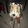 black_dog, chair_leg, close_up, concrete, costume, dog, flash, front_paws, furry, glowing_eyes, goggles, leash, night, outdoor, pet, playful, sidewalk, sitting, small_dog, striped_shirt