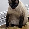 cat, siamese_cat, blue_eyes, tongue_out, sitting, indoor, tile_floor, wall, baseboard, cream_fur, dark_face, dark_ears, dark_paws, portrait, close_up, animal, pet, alert, funny_expression, photography