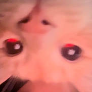 Milo is registered to the contest to win money with this photo: cat, feline, pet, close_up, eyes, whiskers, nose, face, human_face, eyebrows, eyelashes, selfie, blurred, out_of_focus, pink_tone, indoor, fur, adorable, cute, upside_down