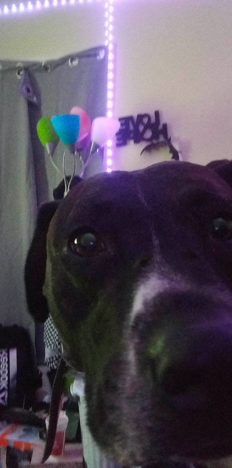 Nacosha is registered to the contest to win money with this photo: canidae, carnivore, cloud, collar, companion_dog, dog, dog_breed, dog_collar, ear, electric_blue, light, magenta, pet_supply, purple, selfie, snout, sporting_group, violet, whiskers, working_animal