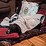 Nacosha joined the competition — help win amazing prizes! carnivore, comfort, companion_dog, couch, dog, dog_breed, dog_supply, floor, flooring, hardwood, laminate_flooring, linens, living_room, pillow, sofa_bed, sportswear, throw_pillow, wood, wood_flooring, working_animal