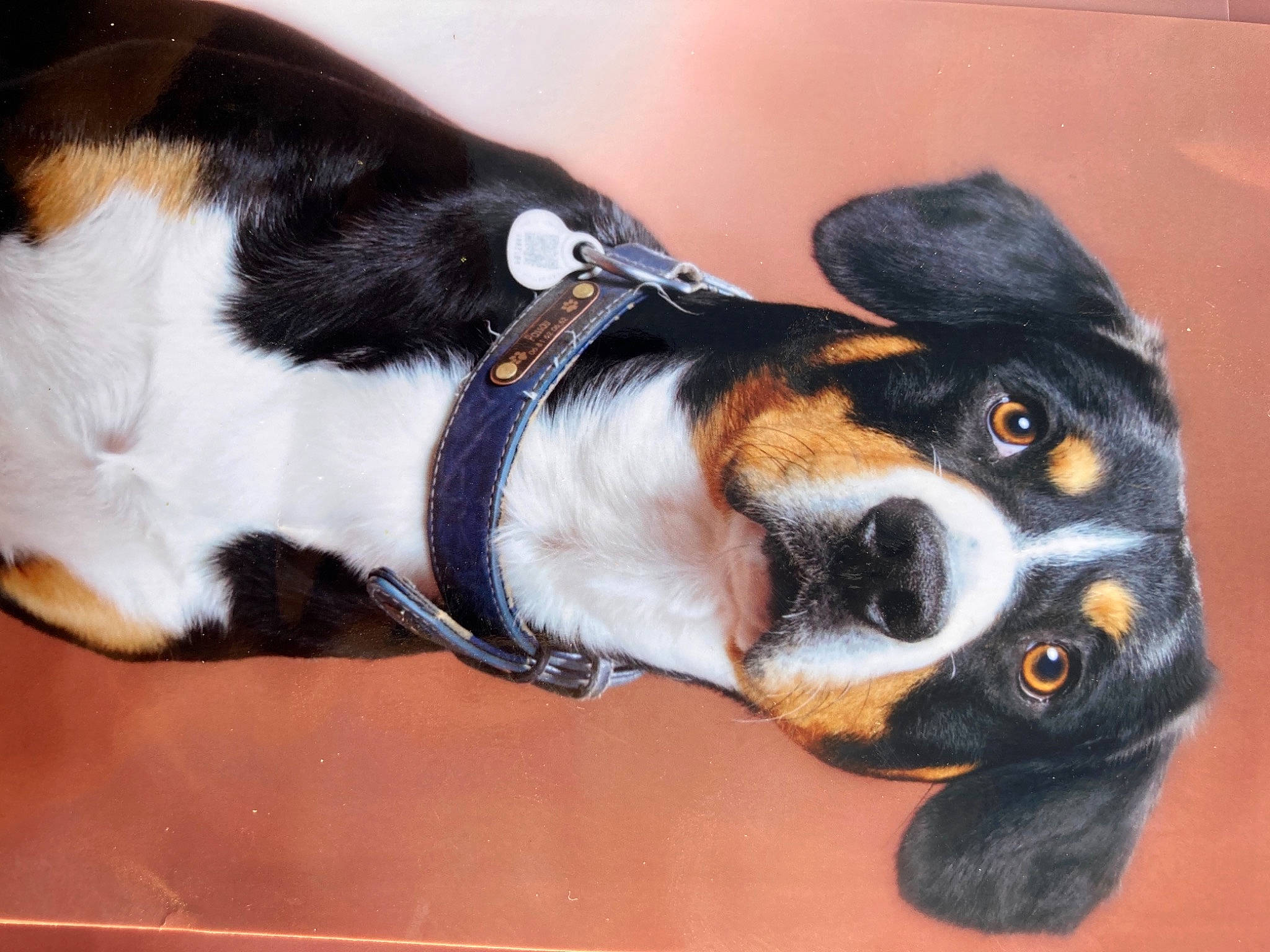 Passau a rejoint le concours — aidez-le/la à gagner de superbes lots ! canidae, carnivore, claw, collar, companion_dog, dog, dog_bed, dog_breed, dog_collar, ear, eyewear, fawn, fur, paw, scent_hound, snout, sporting_group, whiskers, working_animal, working_dog