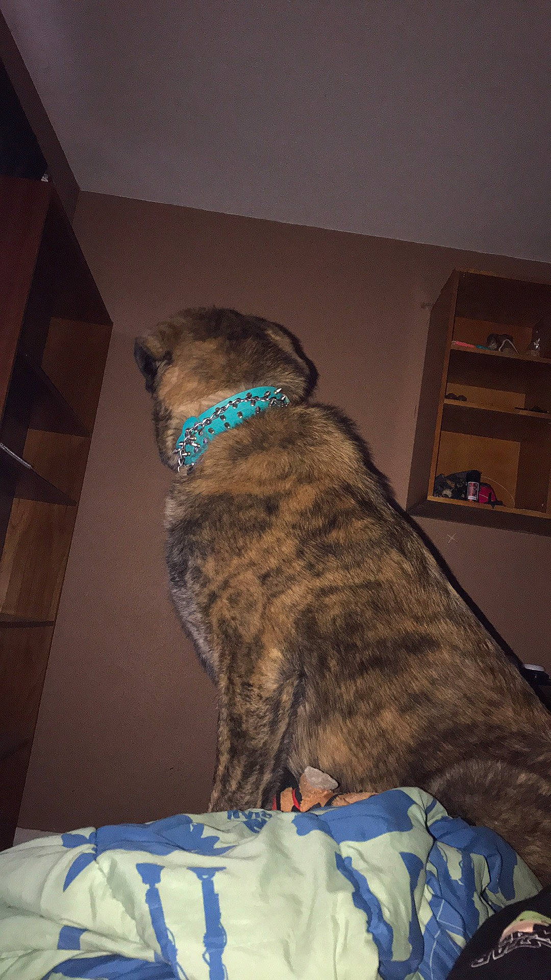 Hela joined the competition — help win amazing prizes! canidae, carnivore, collar, comfort, companion_dog, dog, dog_breed, dog_collar, fawn, felidae, fur, liver, pet_supply, pug, shelf, small_to_medium_sized_cats, snout, sporting_group, tail, whiskers