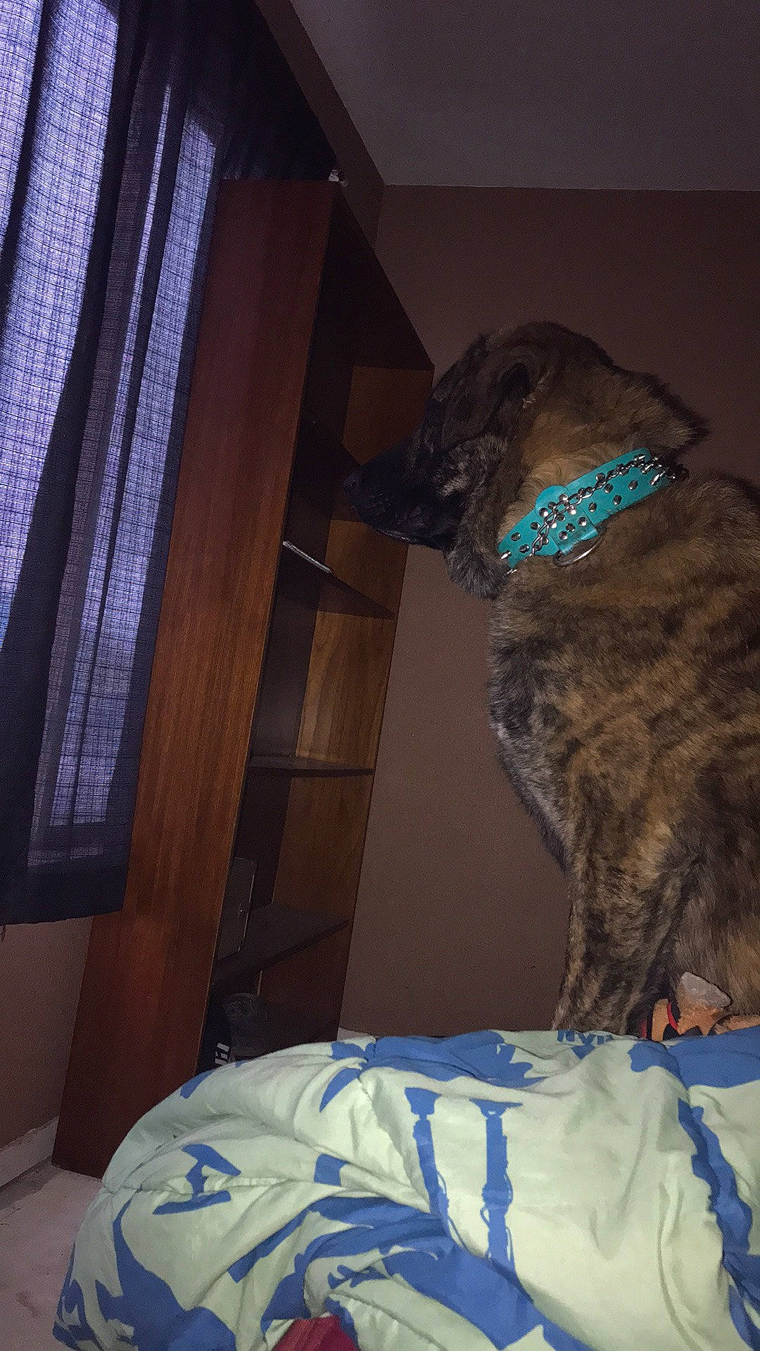 Hela is registered to the contest to win money with this photo: brown, canidae, carnivore, collar, comfort, companion_dog, curtain, dog, dog_breed, fawn, felidae, fur, linens, liver, room, small_to_medium_sized_cats, sporting_group, tail, wood, working_animal