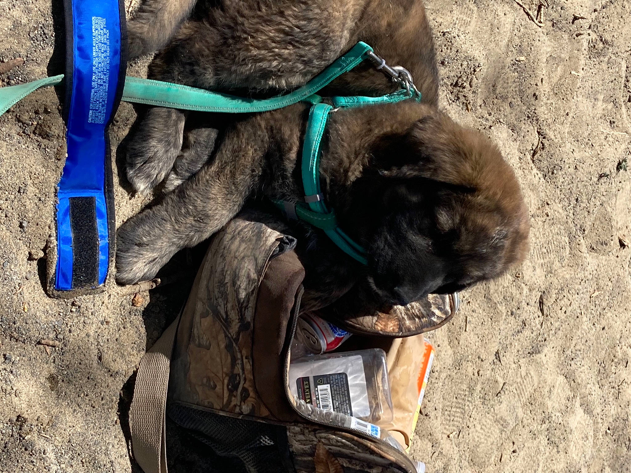 Hella is registered to the contest to win money with this photo: adventure, automotive_tire, carnivore, collar, dog, dog_breed, dog_collar, electric_blue, hat, leash, liver, outdoor_shoe, pet_supply, rock_climbing_equipment, rope, soil, sporting_group, terrestrial_animal, working_animal, wrinkle