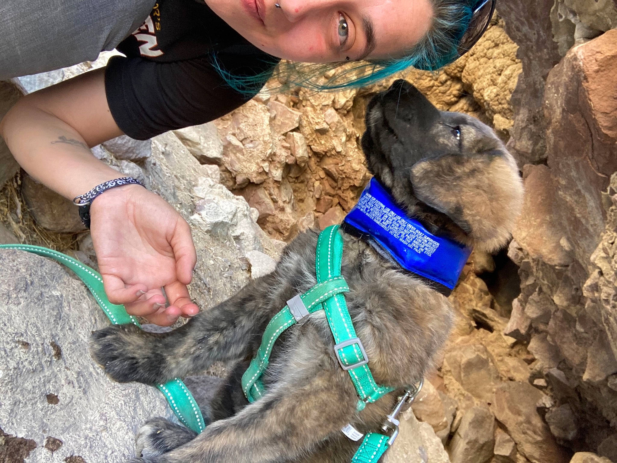 Hella joined the competition — help win amazing prizes! adventure, canidae, carnivore, collar, dog, dog_breed, dog_collar, electric_blue, fashion_accessory, landscape, leash, recreation, rock, rock_climbing_equipment, smile, soil, sporting_group, wildlife_biologist, working_animal, wrist