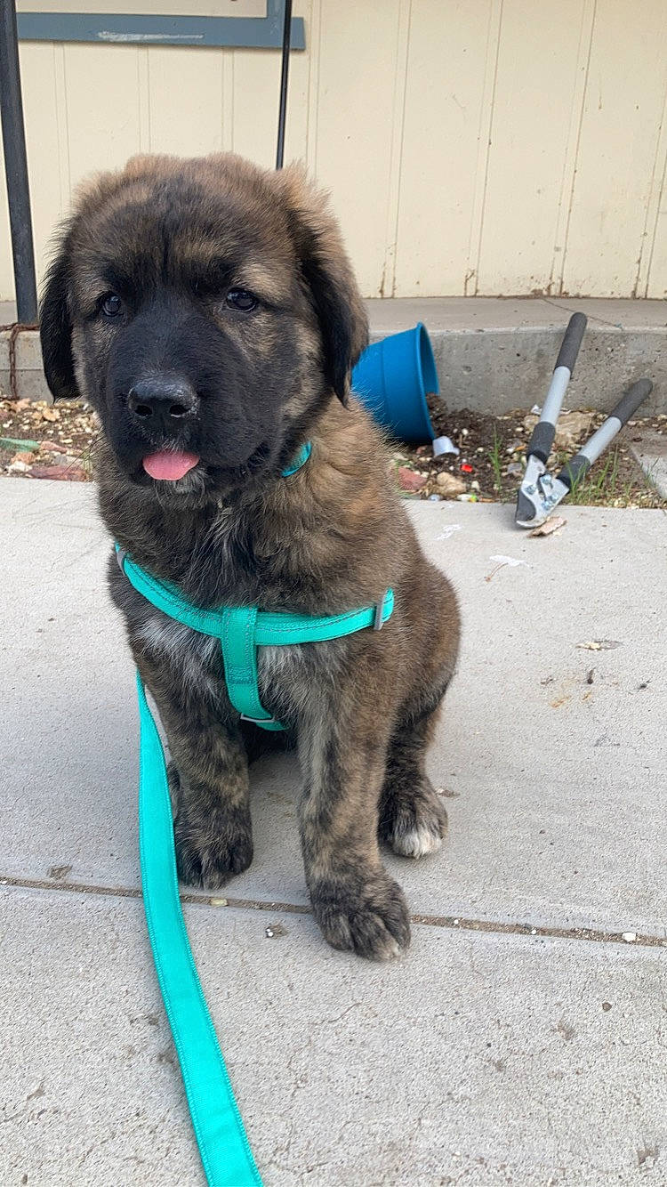 Hella is registered to the contest to win money with this photo: canidae, carnivore, collar, companion_dog, dog, dog_breed, dog_collar, electric_blue, estrela_mountain_dog, fur, gas, leash, leonberger, liver, pet_supply, snout, sporting_group, tail, working_animal, working_dog