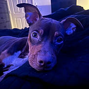 Hercules is registered to the contest to win money with this photo: animal, bed, bedroom, bulldog, canine, computerhardware, couch, dog, electronics, face, furniture, hardware, head, hound, indoors, monitor, person, pet, puppy, screen