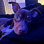 animal, bed, bedroom, bulldog, canine, computerhardware, couch, dog, electronics, face, furniture, hardware, head, hound, indoors, monitor, person, pet, puppy, screen