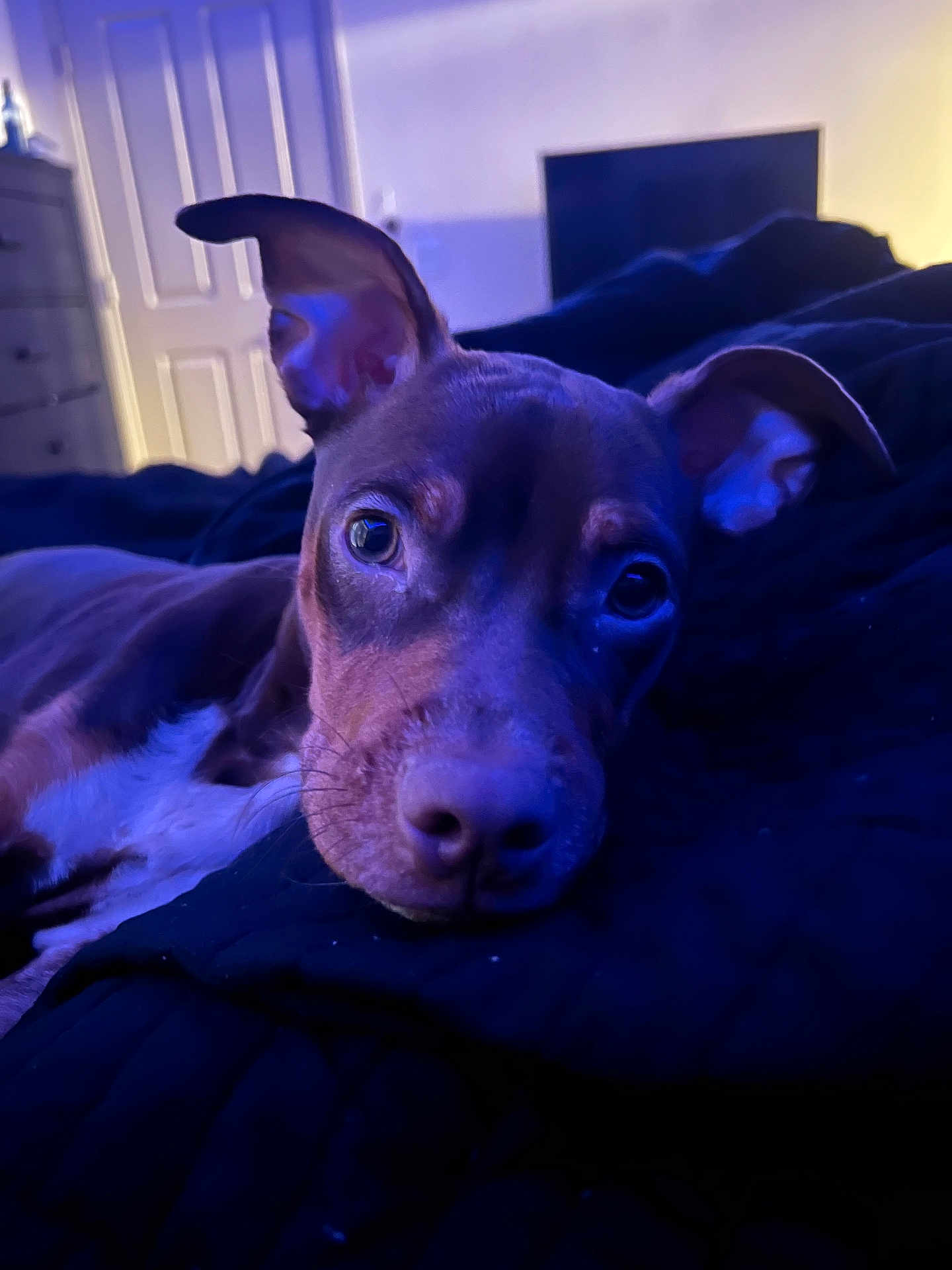 Hercules is registered to the contest to win money with this photo: animal, bed, bedroom, bulldog, canine, computerhardware, couch, dog, electronics, face, furniture, hardware, head, hound, indoors, monitor, person, pet, puppy, screen