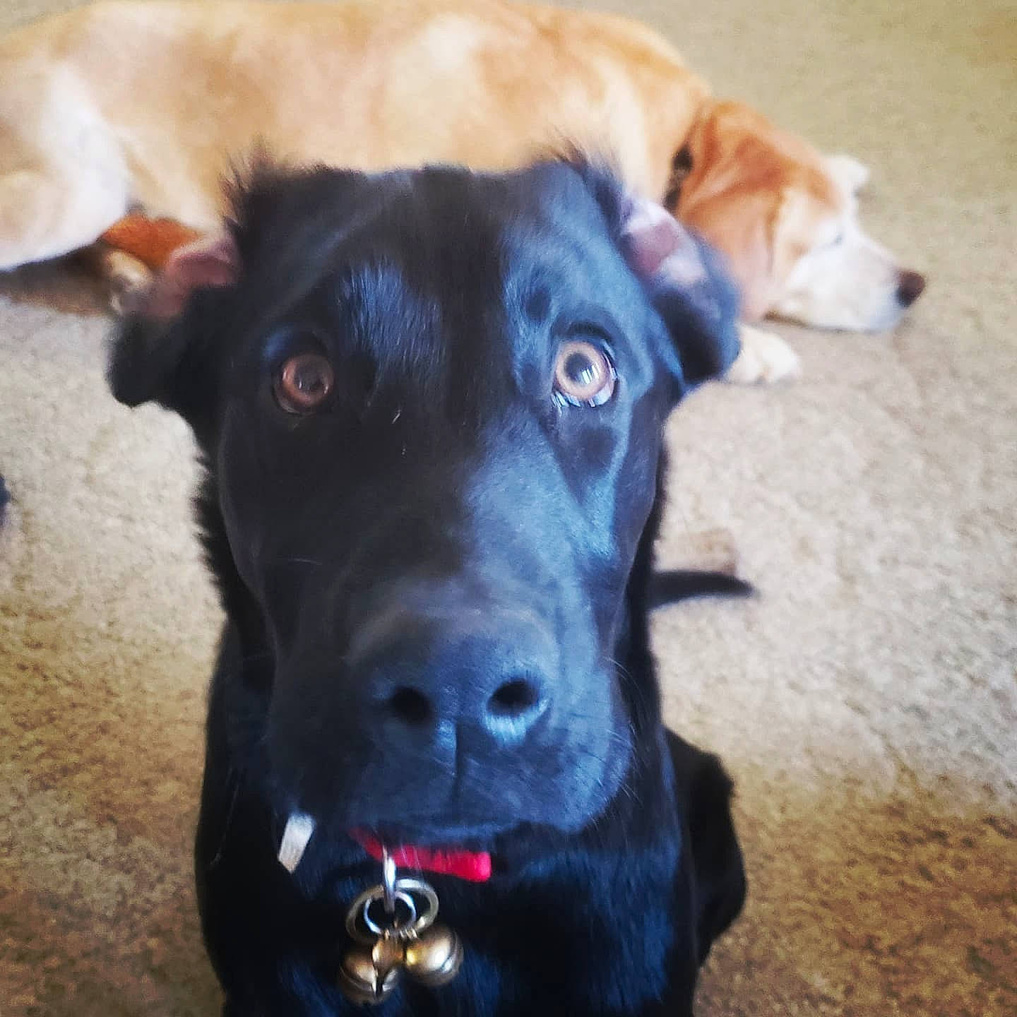 Billy The Kid joined the competition — help win amazing prizes! borador, canidae, carnivore, collar, companion_dog, dog, dog_breed, dog_collar, electric_blue, fur, guard_dog, labrador_retriever, pet_supply, plant, retriever, snout, sporting_group, whiskers, working_animal, working_dog