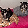 chihuahua, dog, dogs, pet, black_and_tan, small_dog, sitting, blanket, bed, gray_cushion, pink_bedding, indoor, home, portrait, animal, ears, short_hair, companion_animal, photography, cozy