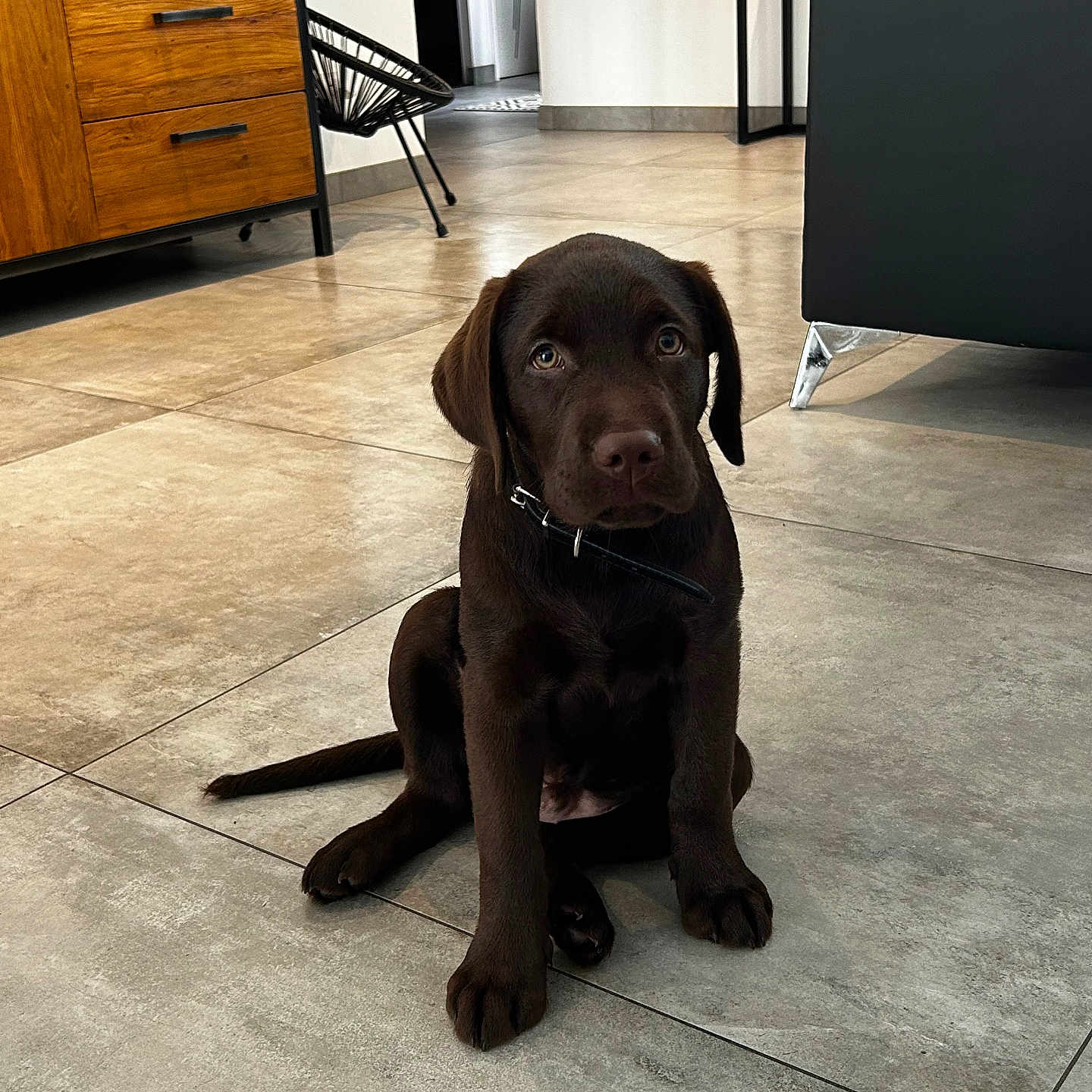 Valky a rejoint le concours — aidez-le/la à gagner de superbes lots ! animal, cabinet, canine, chair, dog, drawer, furniture, hardwood, hound, indoors, interiordesign, labradorretriever, pet, plywood, pointer, puppy, sideboard, table, tile, wood