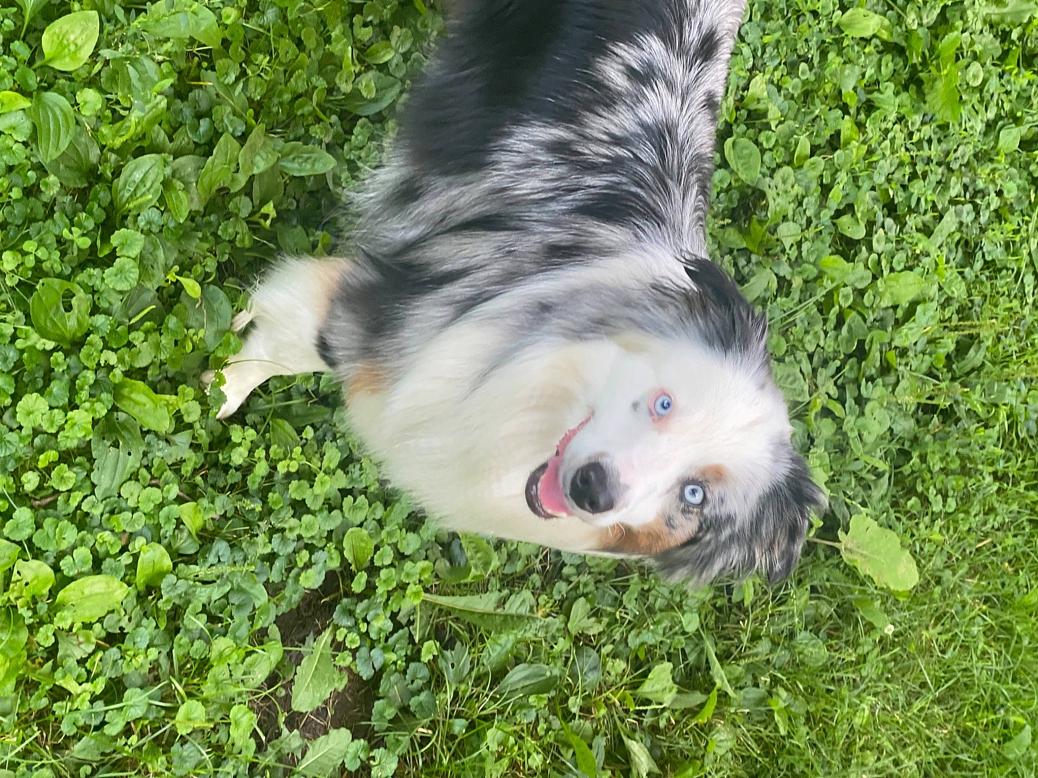 Calvin is registered to the contest to win money with this photo: canidae, carnivore, companion_dog, dog, dog_breed, foot, fur, grass, groundcover, herding_dog, plant, puppy, snout, sporting_group, terrestrial_animal, texas_heeler, virginia_opossum, whiskers, wildlife, working_dog