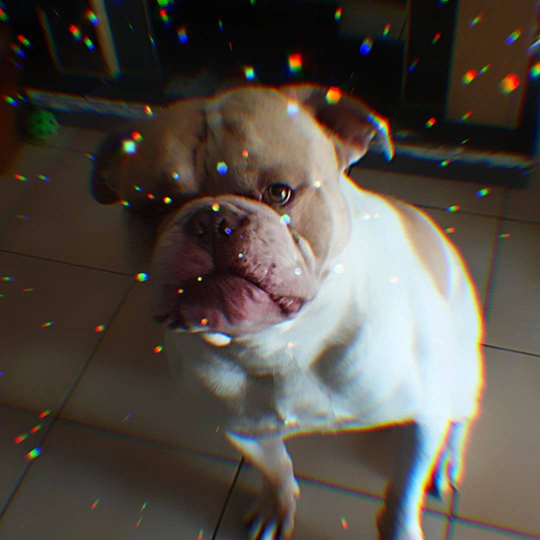 Guigui a rejoint le concours — aidez-le/la à gagner de superbes lots ! american_bulldog, bulldog, canidae, carnivore, collar, companion_dog, dog, dog_breed, dog_collar, fawn, mammal, non_sporting_group, old_english_bulldog, rare_breed_dog, renascence_bulldogge, snout, toy_bulldog, valley_bulldog, vertebrate, white_english_bulldog