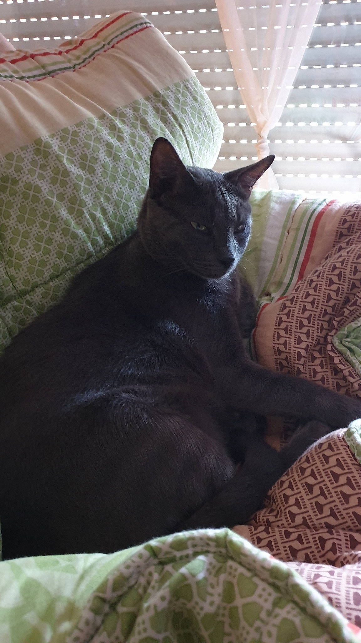 Mistigri participe au concours pour gagner de l'argent avec cette photo : asian, black_cat, burmese, carnivore, cat, chartreux, felidae, korat, mammal, russian_blue, small_to_medium_sized_cats, whiskers