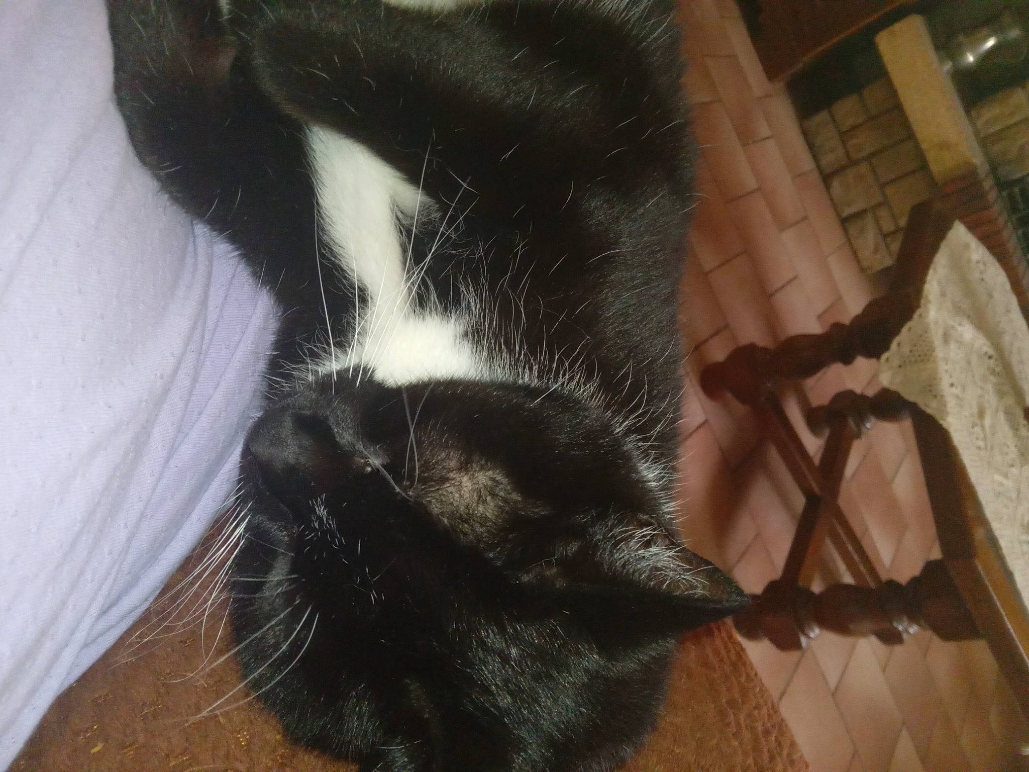 Gribouille participe au concours pour gagner de l'argent avec cette photo : black_cat, carnivore, cat, claw, comfort, dog_breed, domestic_short_haired_cat, ear, felidae, flooring, foot, fur, hardwood, human_leg, small_to_medium_sized_cats, snout, tail, tints_and_shades, whiskers, wood