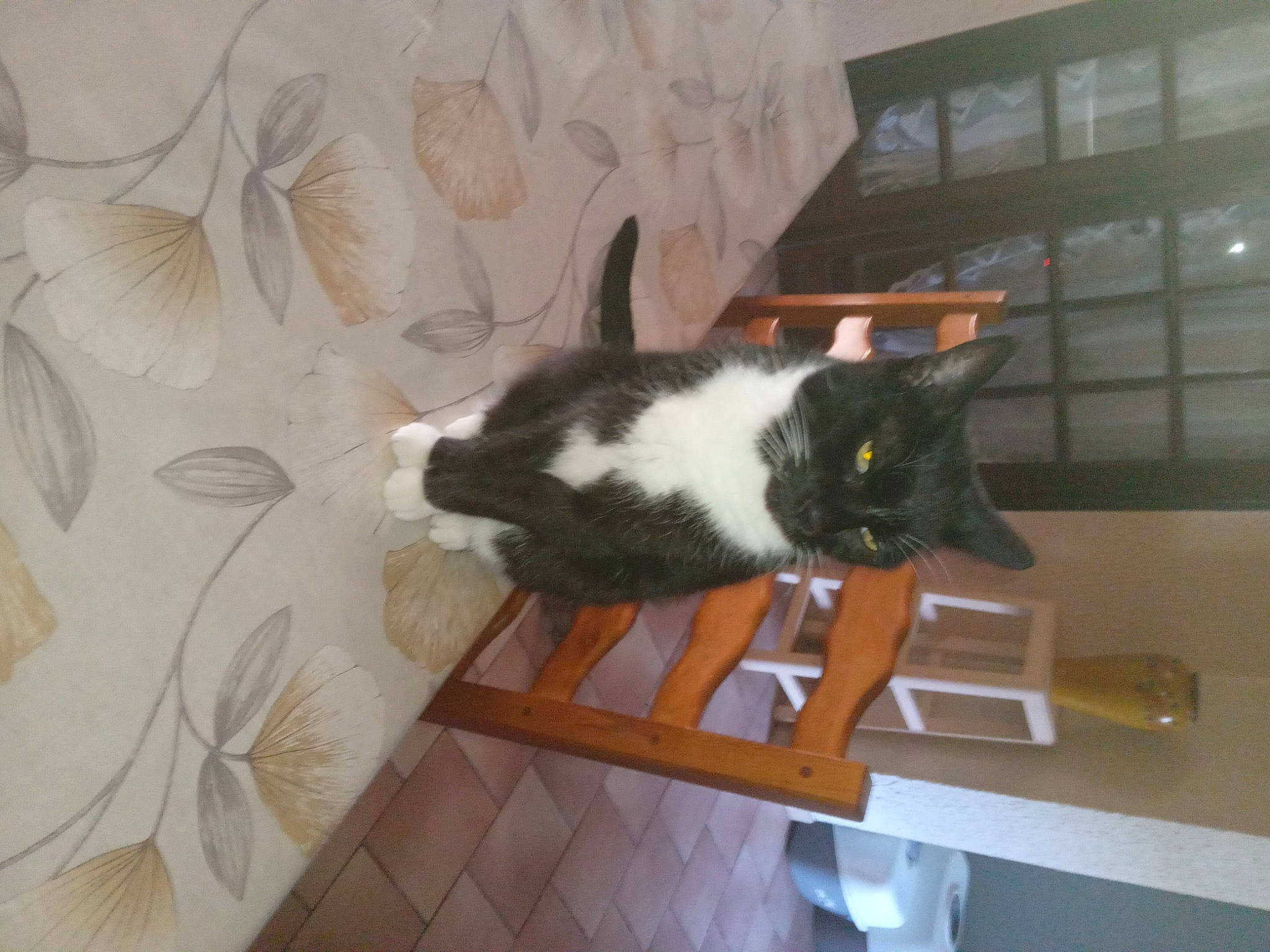 Gribouille participe au concours pour gagner de l'argent avec cette photo : carnivore, cat, comfort, domestic_short_haired_cat, felidae, floor, flooring, fur, hardwood, interior_design, plant, room, small_to_medium_sized_cats, tail, whiskers, window, wood