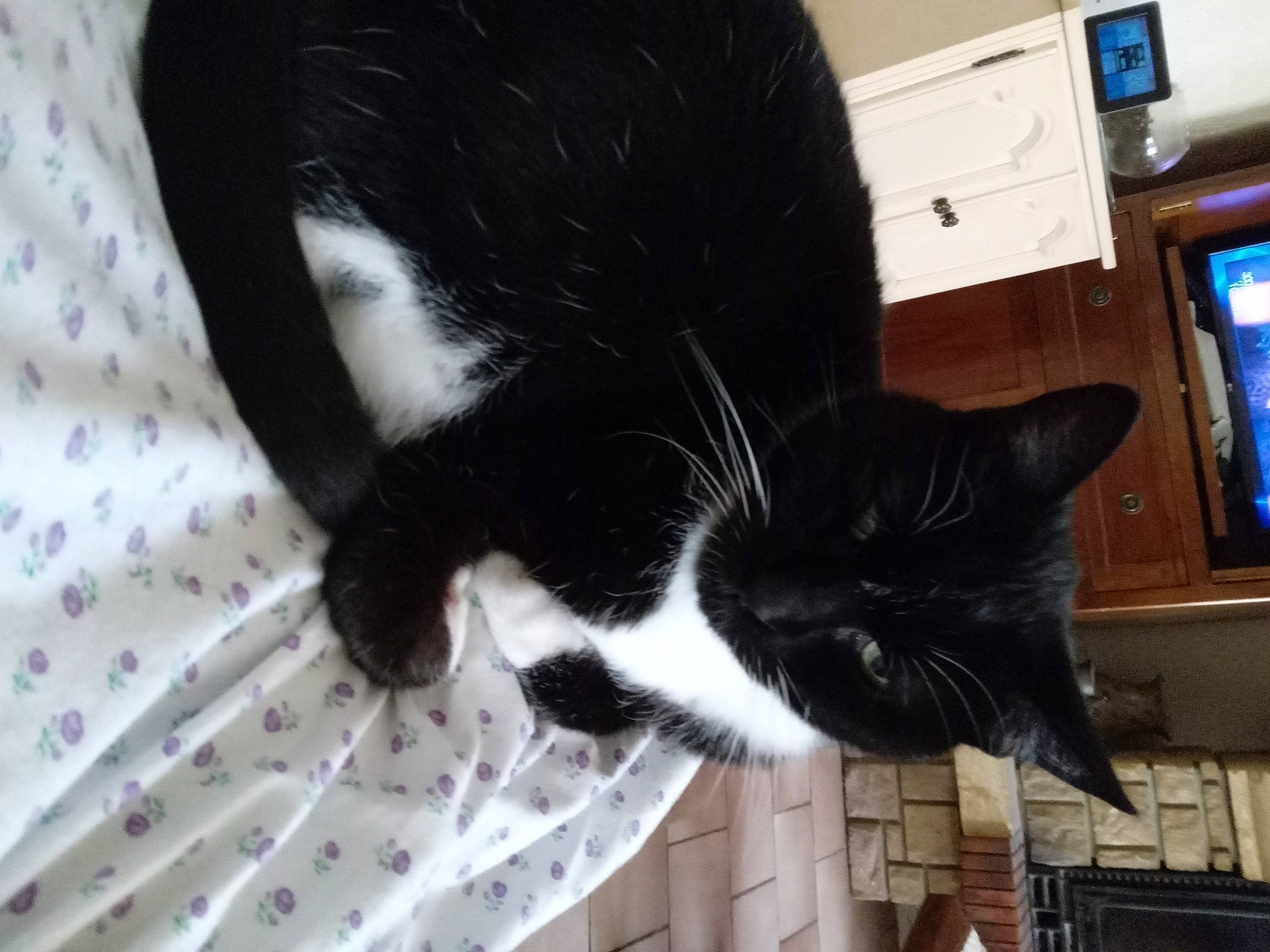 Gribouille a rejoint le concours — aidez-le/la à gagner de superbes lots ! black_cat, carnivore, cat, claw, comfort, display_device, domestic_short_haired_cat, felidae, flooring, fur, home_appliance, human_leg, linens, pattern, paw, small_to_medium_sized_cats, tail, television, whiskers, window