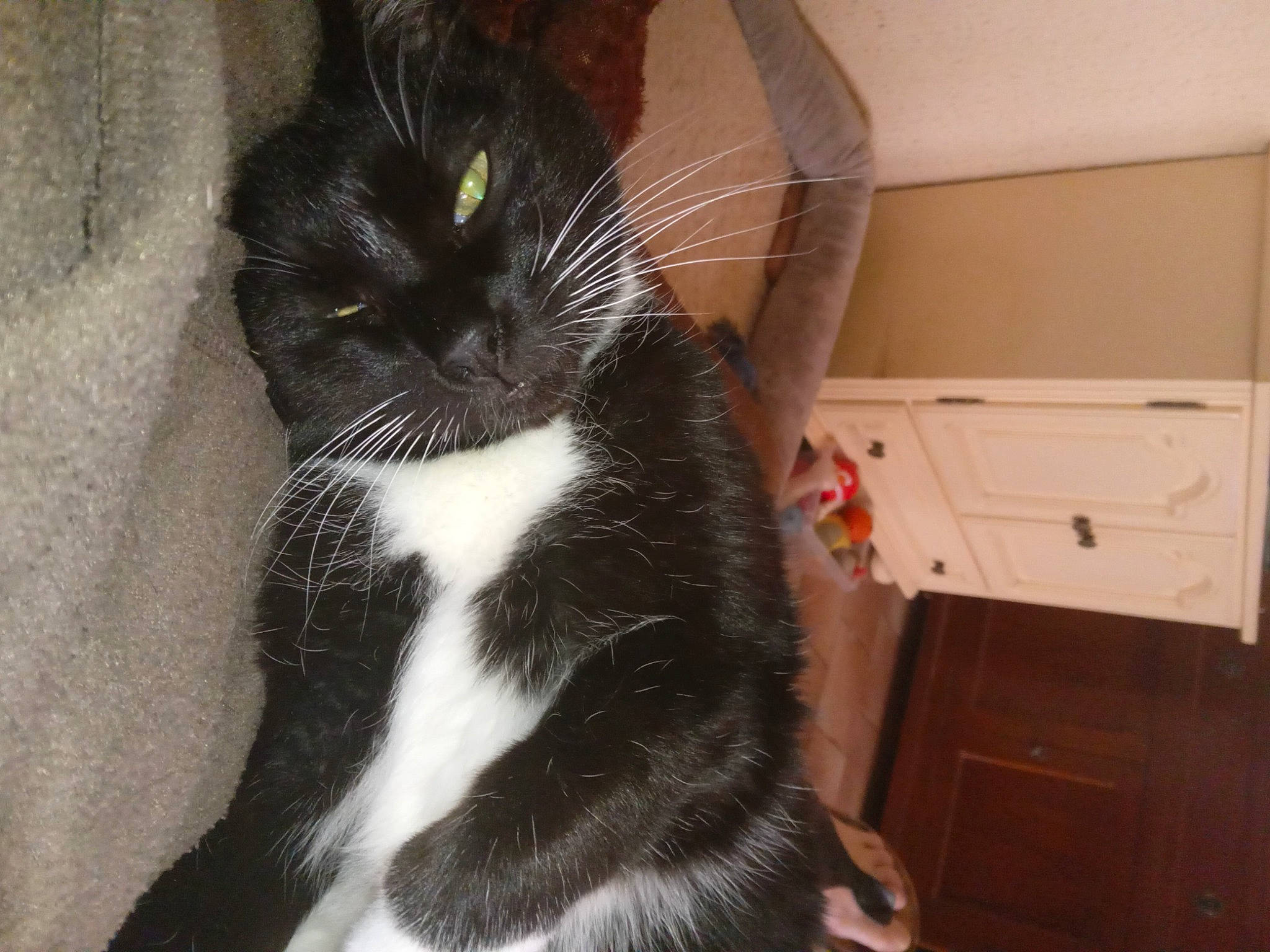 Gribouille participe au concours pour gagner de l'argent avec cette photo : black_cat, cabinetry, carnivore, cat, claw, comfort, domestic_short_haired_cat, drawer, felidae, flooring, foot, formal_wear, fur, hardwood, paw, pet_supply, small_to_medium_sized_cats, tail, terrestrial_animal, whiskers