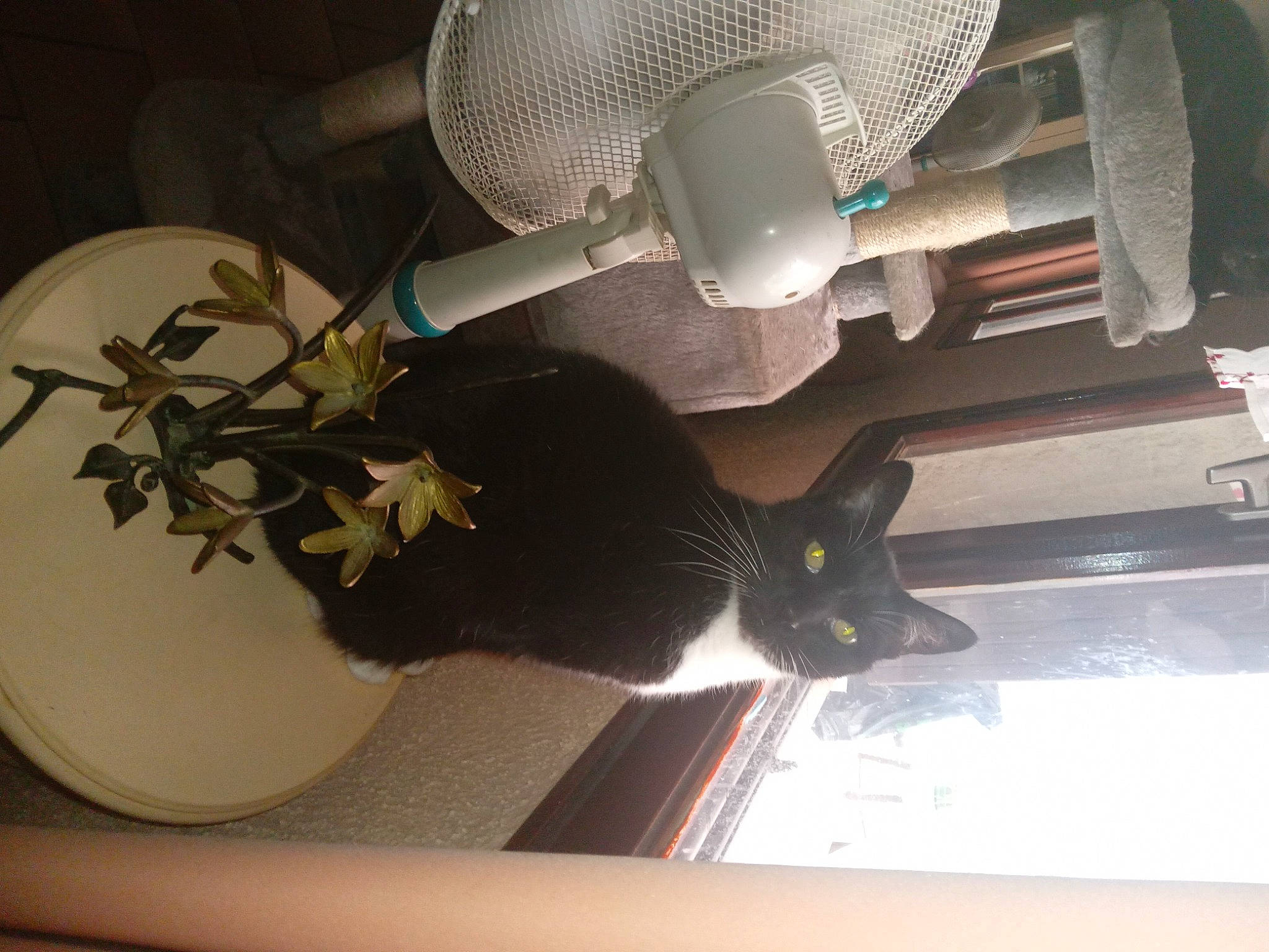 Gribouille participe au concours pour gagner de l'argent avec cette photo : audio_equipment, automotive_lighting, carnivore, cat, drawer, felidae, houseplant, light, lighting, mechanical_fan, plant, room, shelf, small_to_medium_sized_cats, table, tail, whiskers, white, window, wood