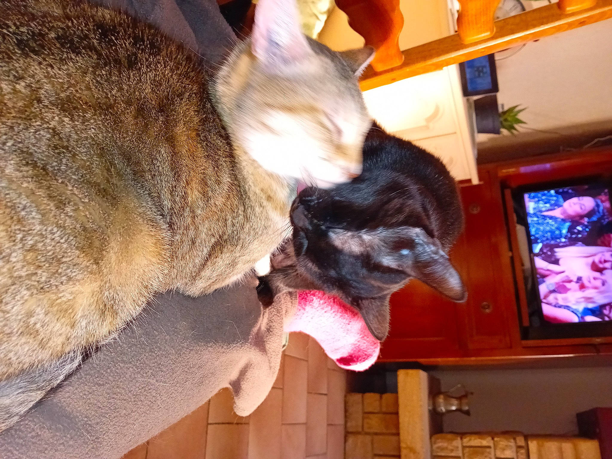 Chouquette participe au concours pour gagner de l'argent avec cette photo : canidae, carnivore, cat, claw, dog_breed, domestic_short_haired_cat, ear, fawn, felidae, fur, houseplant, paw, picture_frame, small_to_medium_sized_cats, snout, sporting_group, tail, whiskers