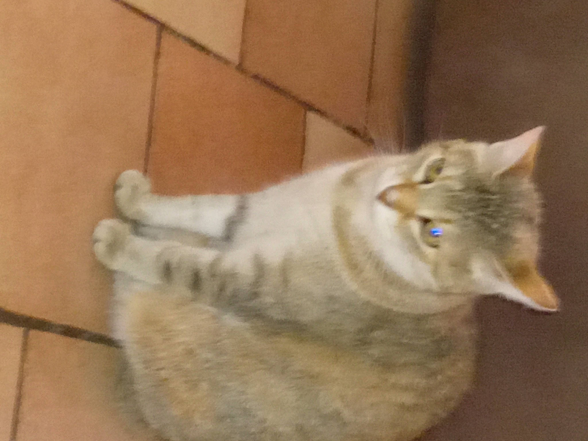 Chouquette a rejoint le concours — aidez-le/la à gagner de superbes lots ! art, carnivore, cat, cat_furniture, cat_supply, claw, domestic_short_haired_cat, fawn, felidae, flooring, fur, nap, paw, small_to_medium_sized_cats, snout, tail, whiskers, wood