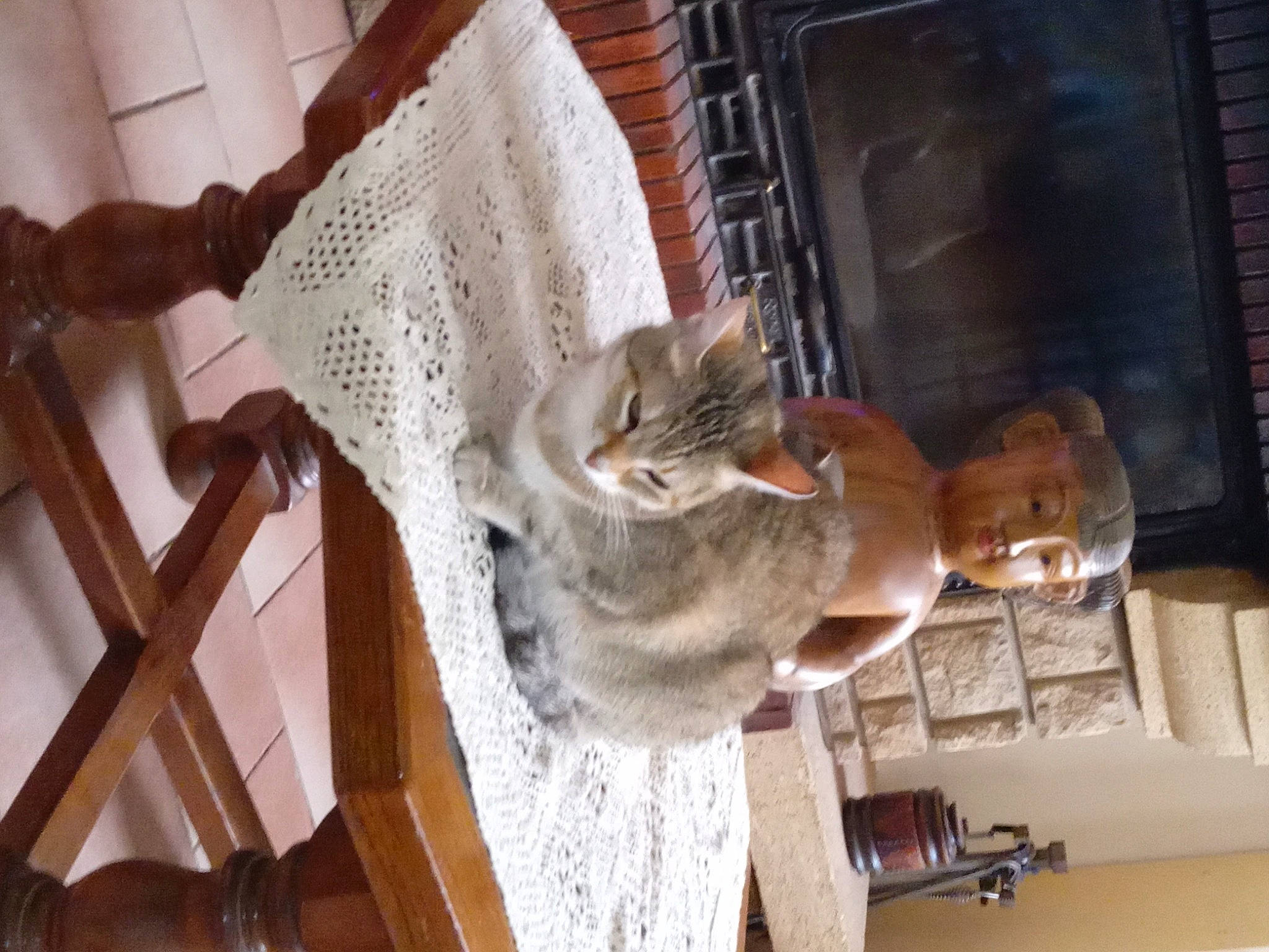 Chouquette a rejoint le concours — aidez-le/la à gagner de superbes lots ! carnivore, cat, chair, domestic_short_haired_cat, fawn, felidae, fur, hardwood, room, small_to_medium_sized_cats, tail, whiskers, wood