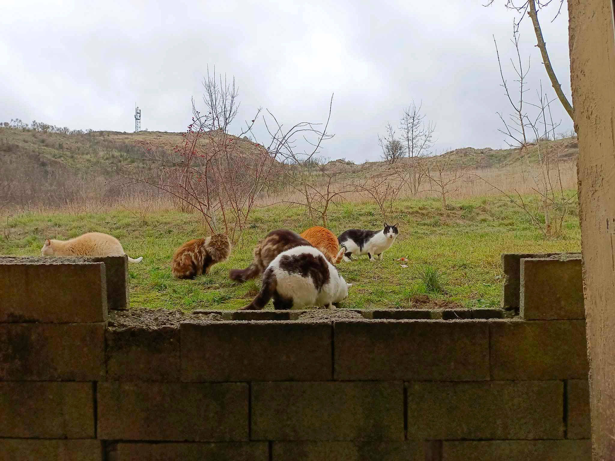 Chouquette a rejoint le concours — aidez-le/la à gagner de superbes lots ! canidae, carnivore, cloud, fawn, goat, goats, grass, grassland, grazing, landscape, livestock, natural_landscape, plant, sky, snout, sporting_group, terrestrial_animal, tree, wood, working_animal