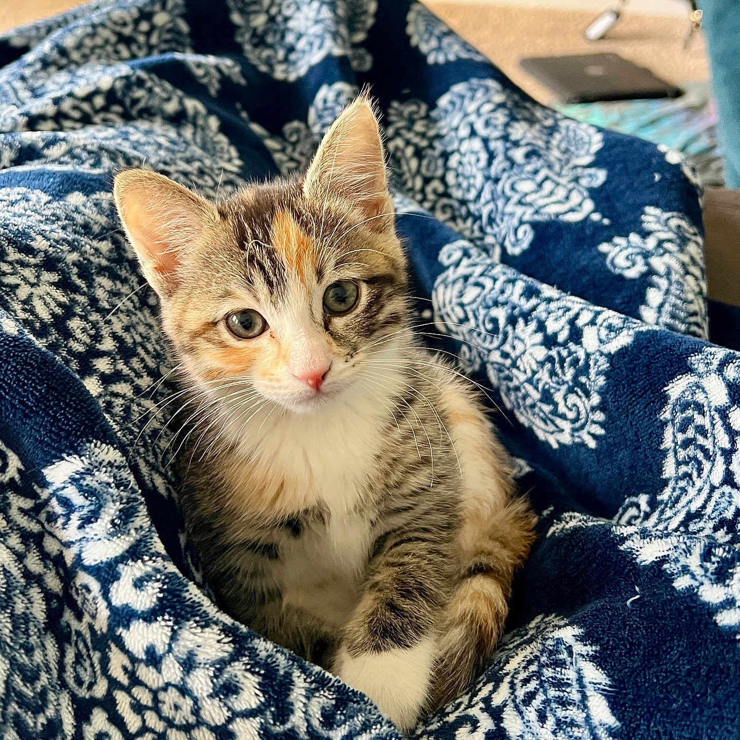 Nova is registered to the contest to win money with this photo: abyssinian, animal, blanket, cat, electronics, kitten, manx, mobilephone, pet, phone, quilt