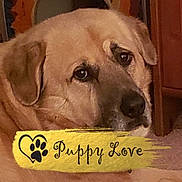 Davis joined the competition — help win amazing prizes! anatolian_shepherd_dog, beagador, black_mouth_cur, broholmer, canidae, carnivore, companion_dog, dog, dog_breed, fawn, labrador_retriever, mammal, nose, photo_caption, puppy, retriever, snout, sporting_group, vertebrate, yellow