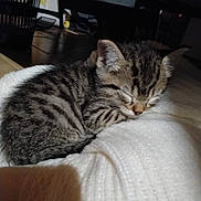 Sushi participe au concours pour gagner de l'argent avec cette photo : kitten, tabby, sleeping, cat, pet, animal, cozy, blanket, white, fur, indoor, cute, resting, small, domestic, feline, young, peaceful, relaxing, warm