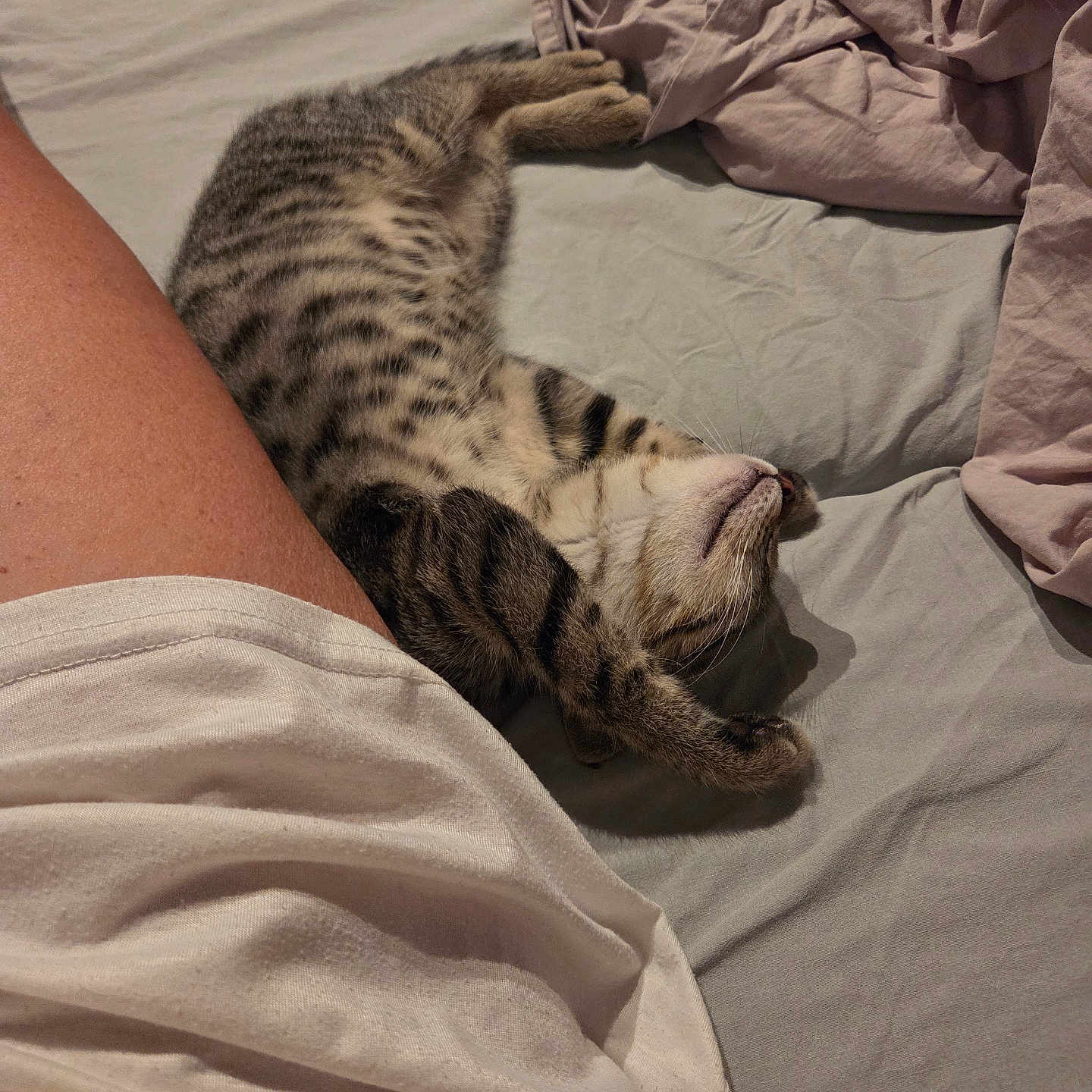 Sushi a rejoint le concours — aidez-le/la à gagner de superbes lots ! cat, tabby, sleeping, bed, blanket, sheet, leg, indoor, resting, fur, striped, cozy, relaxed, human, skin, pajamas, comfort, domestic_animal, pet, animal