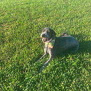 Lola is registered to the contest to win money with this photo: dog, grass, leash, bandana, outdoor, sunlight, pet, canine, greenery, nature, animal, laying_down, happy, summer, daytime, collar, fur, playful, relaxed, park
