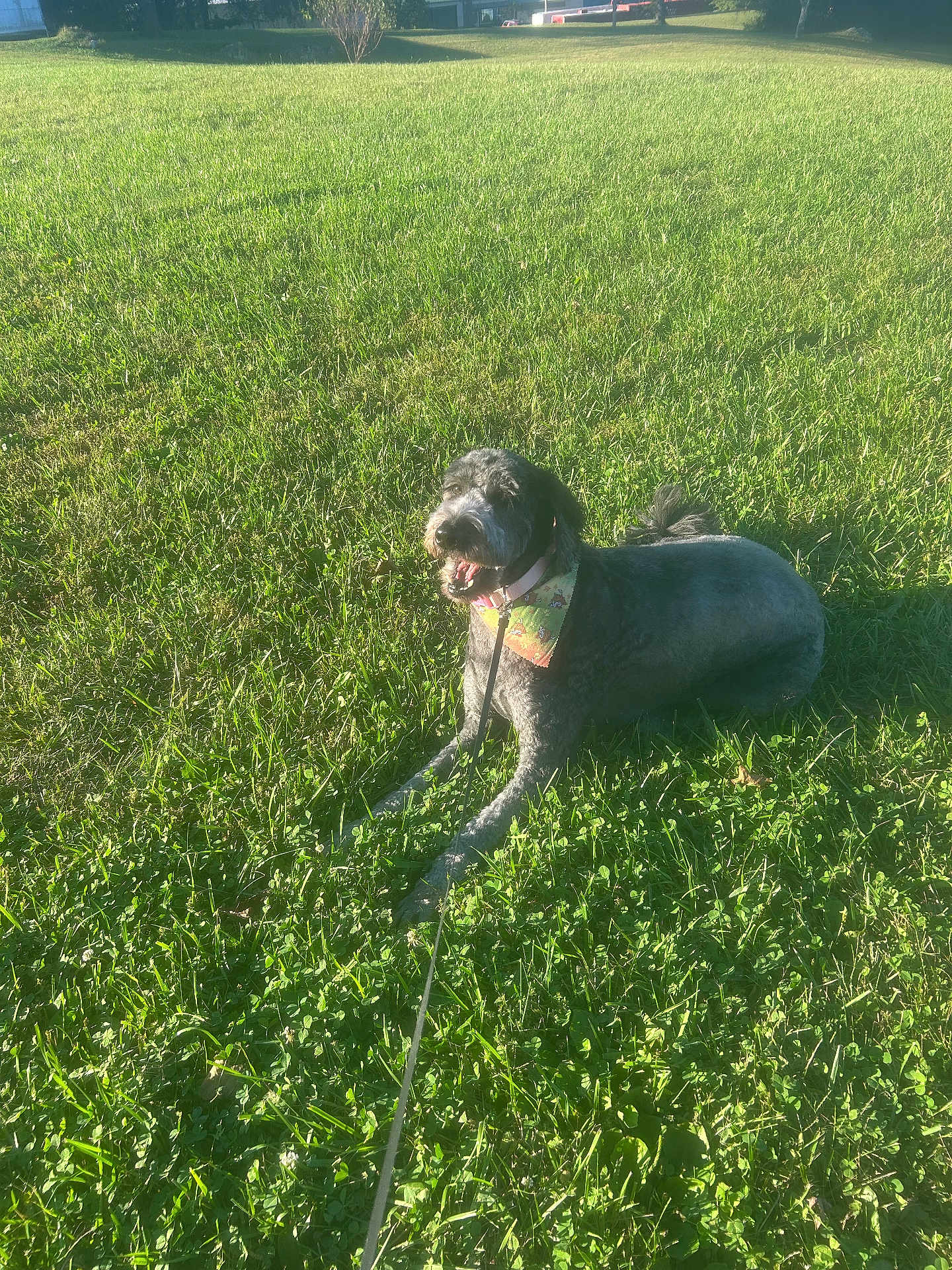 Lola is registered to the contest to win money with this photo: dog, grass, leash, bandana, outdoor, sunlight, pet, canine, greenery, nature, animal, laying_down, happy, summer, daytime, collar, fur, playful, relaxed, park