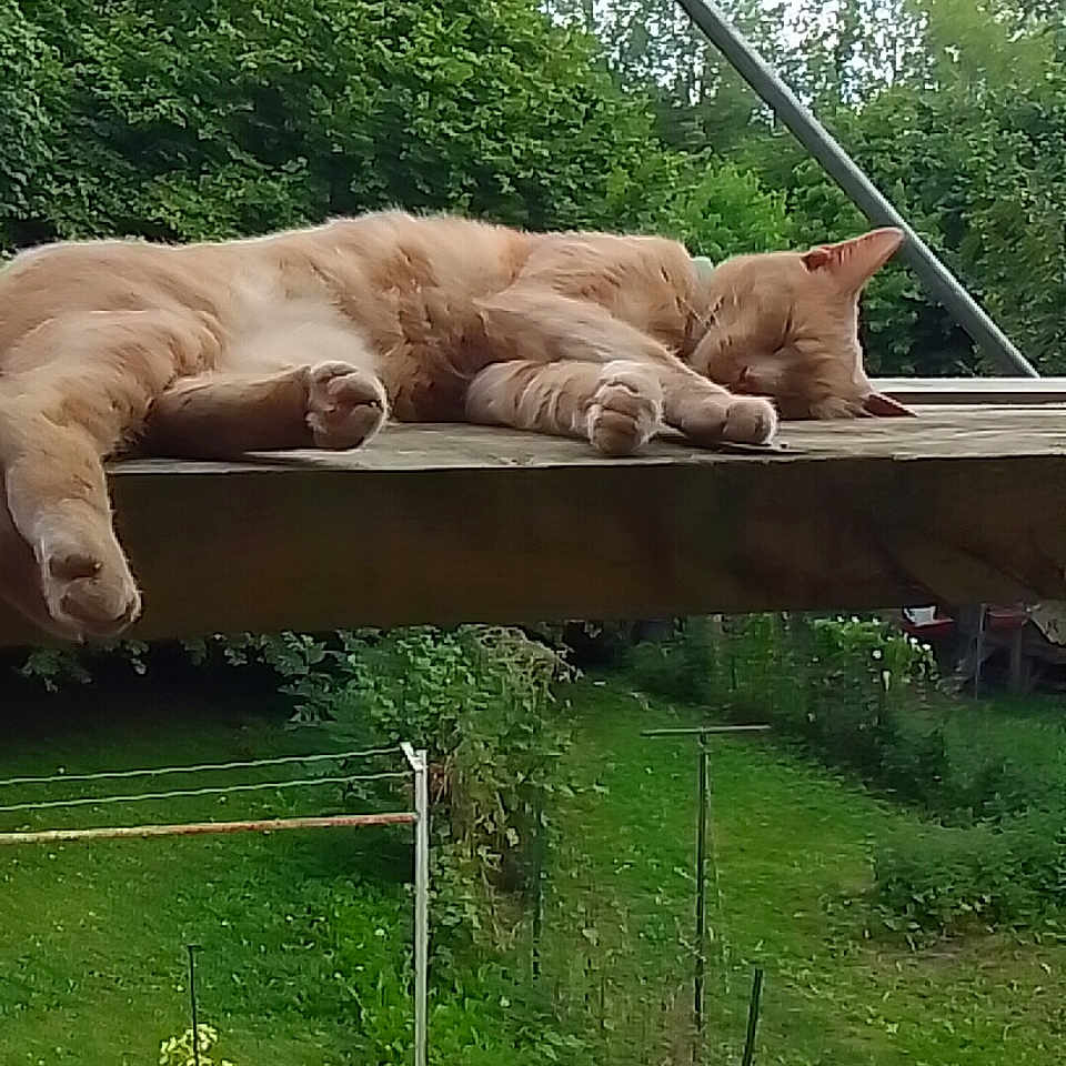 Caramel participe au concours pour gagner de l'argent avec cette photo : animal, bench, cat, daytime, feline, flora, garden, greenery, nature, orange_cat, outdoor, peaceful, pet, plants, potted_plants, relaxation, scaffolding, sleeping, summer, wooden_plank
