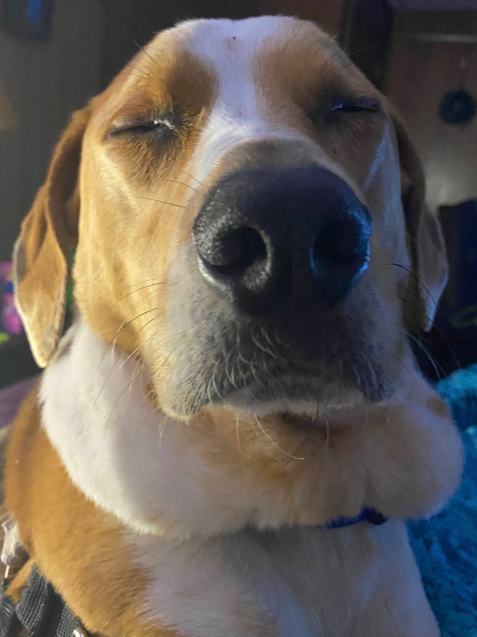 Trigger joined the competition — help win amazing prizes! american_foxhound, beagador, beagle, beagle_harrier, canidae, carnivore, companion_dog, dog, dog_breed, english_coonhound, estonian_hound, harrier, mammal, nose, posavac_hound, rare_breed_dog, snout, sporting_group, treeing_walker_coonhound, vertebrate