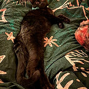 Calcifer is registered to the contest to win money with this photo: alert, animal, bed, black_cat, blanket, cat, cozy, cute, domestic_cat, feline, fur, indoor, lying_down, patterned_blanket, pet, relaxed, sleepy, stretched_out, whiskers, wide_eyes