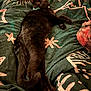 alert, animal, bed, black_cat, blanket, cat, cozy, cute, domestic_cat, feline, fur, indoor, lying_down, patterned_blanket, pet, relaxed, sleepy, stretched_out, whiskers, wide_eyes