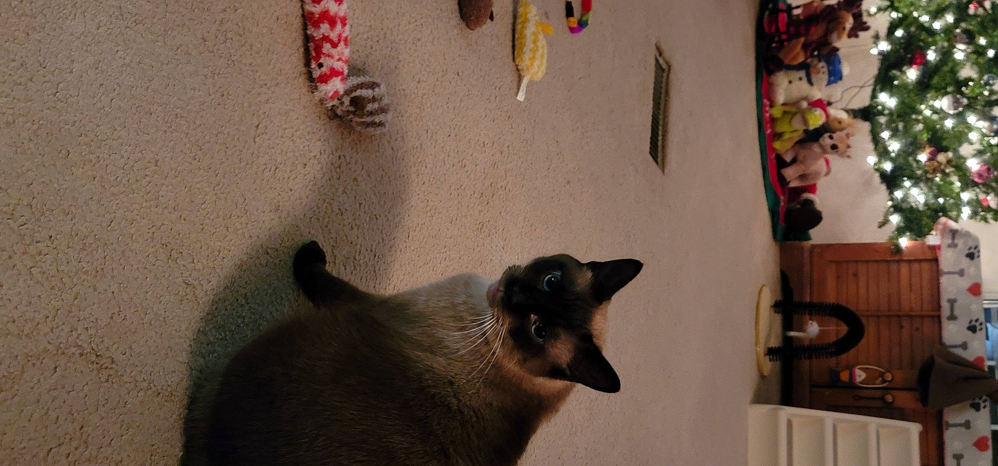 Thumper joined the competition — help win amazing prizes! art, carmine, carnivore, cat, dog_breed, domestic_short_haired_cat, fawn, felidae, foot, fur, human_leg, organism, plant, siamese, small_to_medium_sized_cats, snout, tail, terrestrial_animal, thai, whiskers