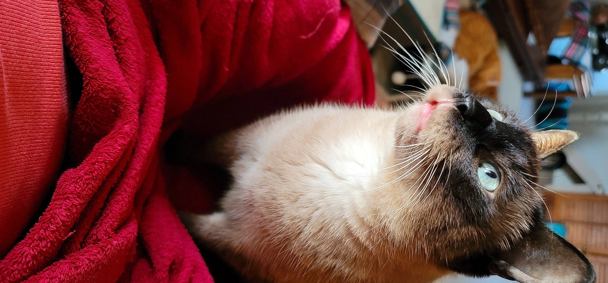 Thumper is registered to the contest to win money with this photo: carnivore, cat, claw, collar, comfort, domestic_short_haired_cat, fang, felidae, fur, magenta, paw, siamese, small_to_medium_sized_cats, snout, tail, thai, whiskers