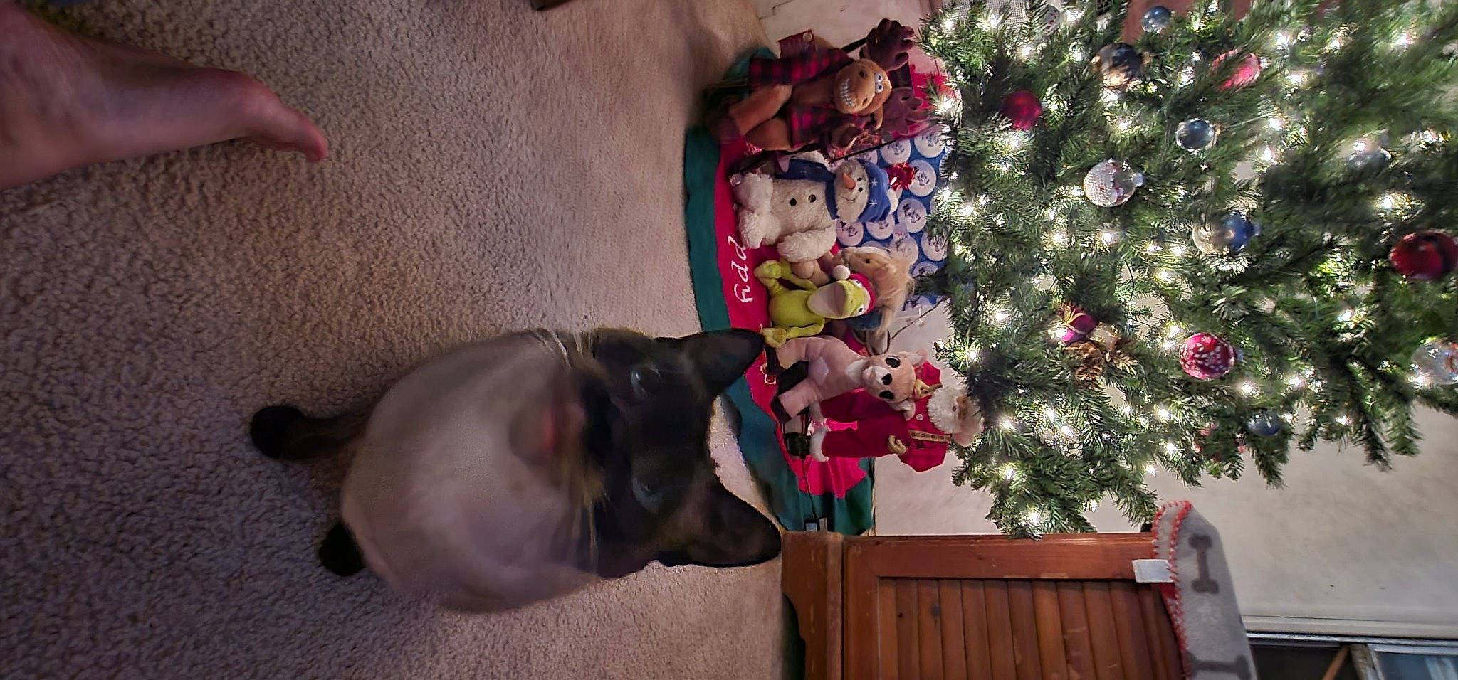 Thumper is registered to the contest to win money with this photo: carnivore, christmas, christmas_decoration, christmas_ornament, christmas_tree, companion_dog, dog, dog_breed, event, fawn, felidae, holiday, holiday_ornament, interior_design, ornament, plant, room, toy, tree, wood