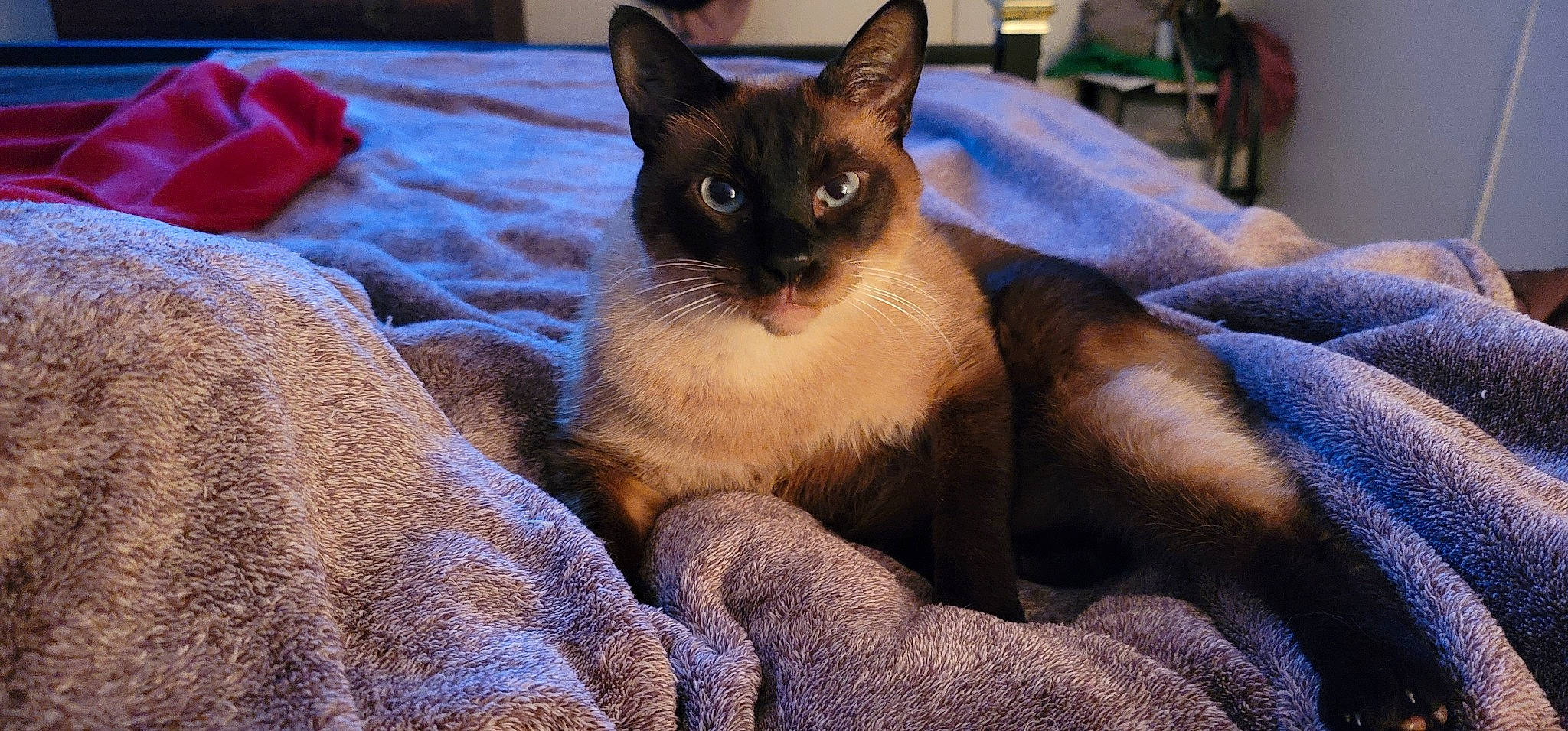 Thumper joined the competition — help win amazing prizes! balinese, carnivore, cat, cat_supply, comfort, domestic_short_haired_cat, electric_blue, fawn, felidae, fur, nap, siamese, small_to_medium_sized_cats, snout, terrestrial_animal, thai, whiskers, wildlife