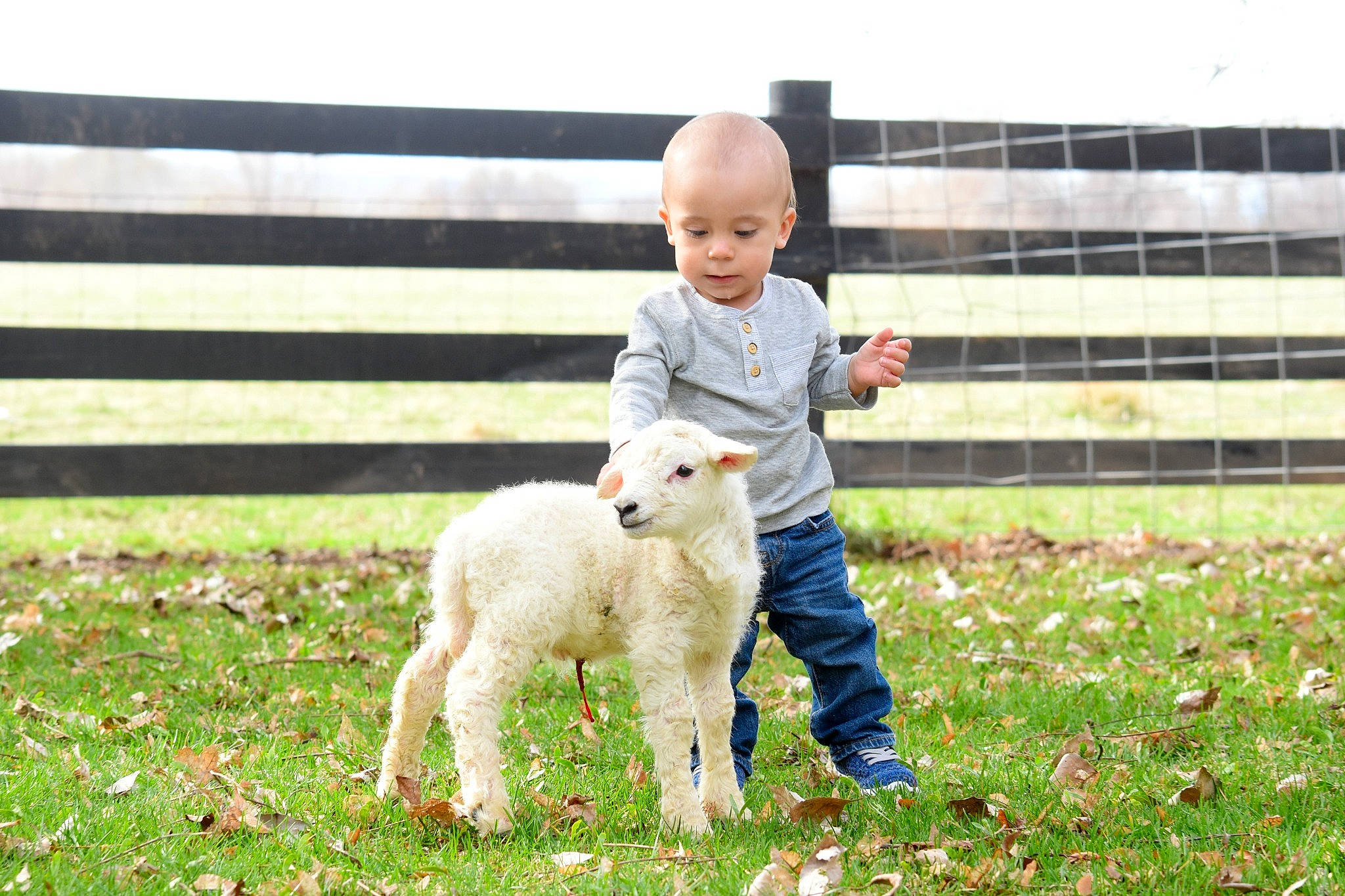 Zadyn joined the competition — help win amazing prizes! baby, child, cow_goat_family, family, farm, goat, goats, grass, grassland, lamb_and_mutton, livestock, male, pasture, person, sheep, smile, toddler